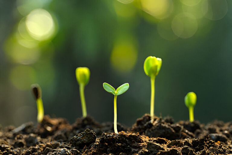 Economic Empowerment